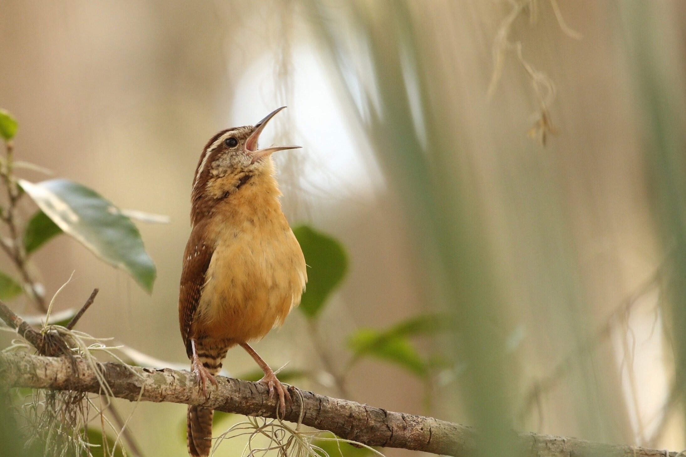 Bioacoustic Bird Monitoring